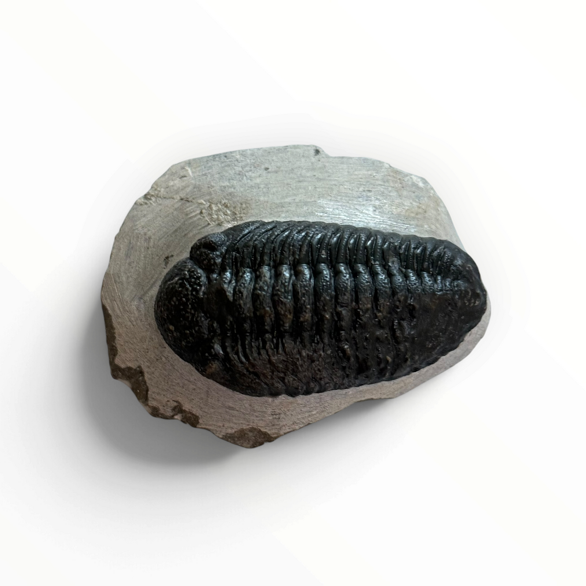 Trilobite nella roccia madre – 7 × 4 cm | N. 003