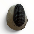 Carica l'immagine nel visualizzatore della galleria, Trilobite nella roccia madre – 7 × 4 cm | N. 003
