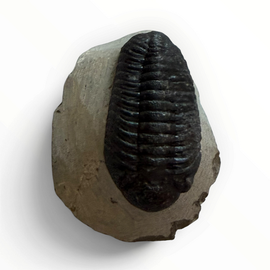 Trilobite in Matrix – 7 × 4 cm | No. 003