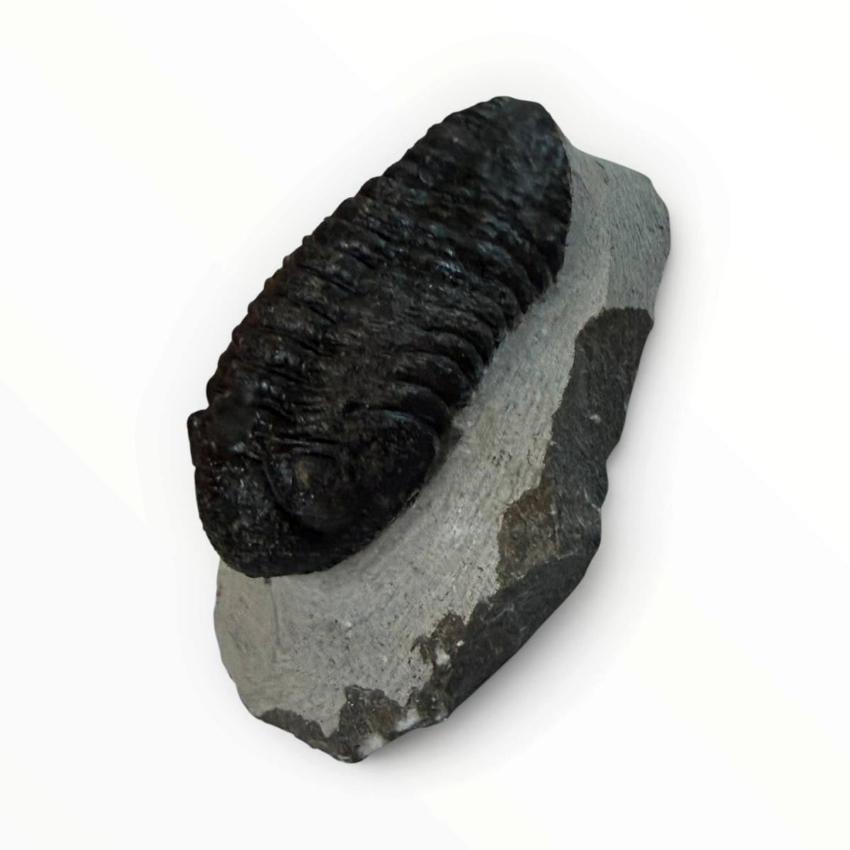 Trilobite nella roccia madre – 7 × 4 cm | N. 003
