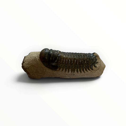 Trilobite in Matrix – 7 × 4 cm | No. 004