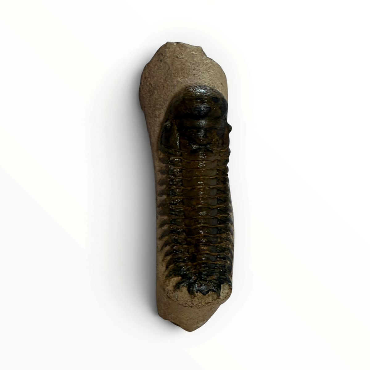 Trilobito en matriz – 7 × 4 cm | N.º 004