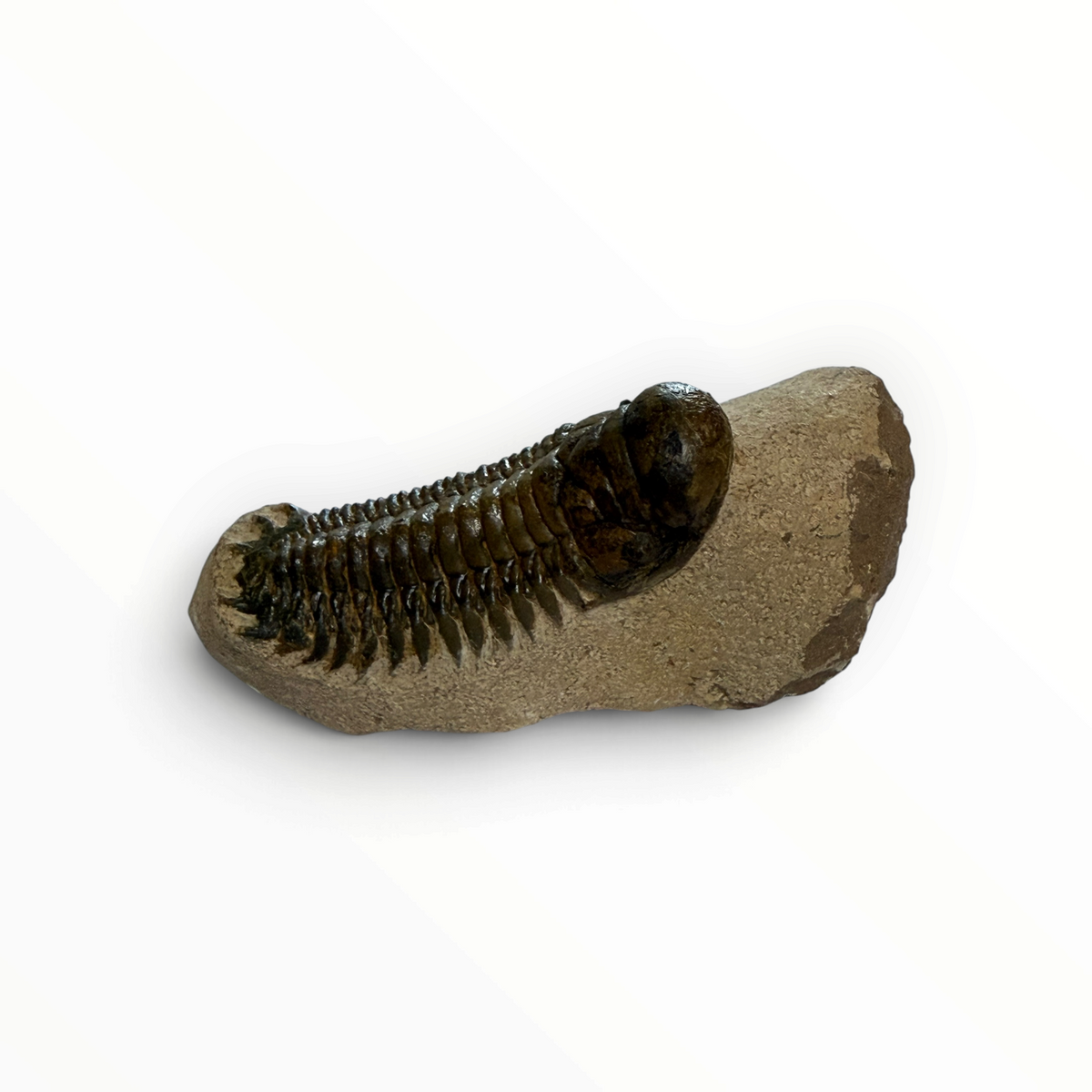 Trilobito en matriz – 7 × 4 cm | N.º 004