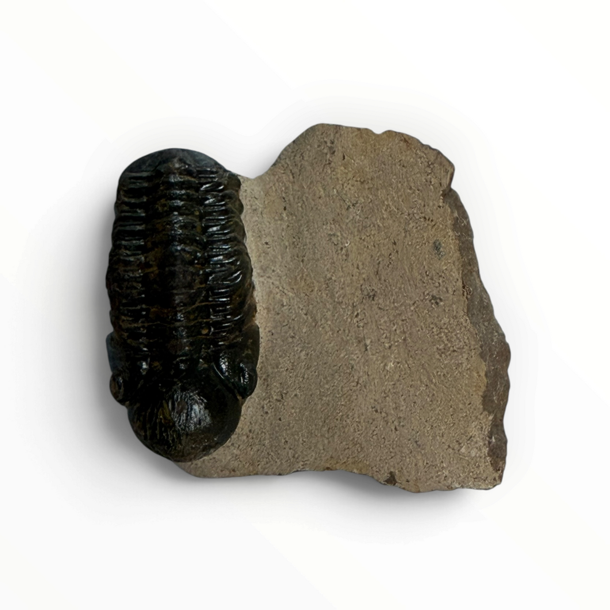 Trilobiet in Moedergesteente – 7 × 4 cm | Nr. 005