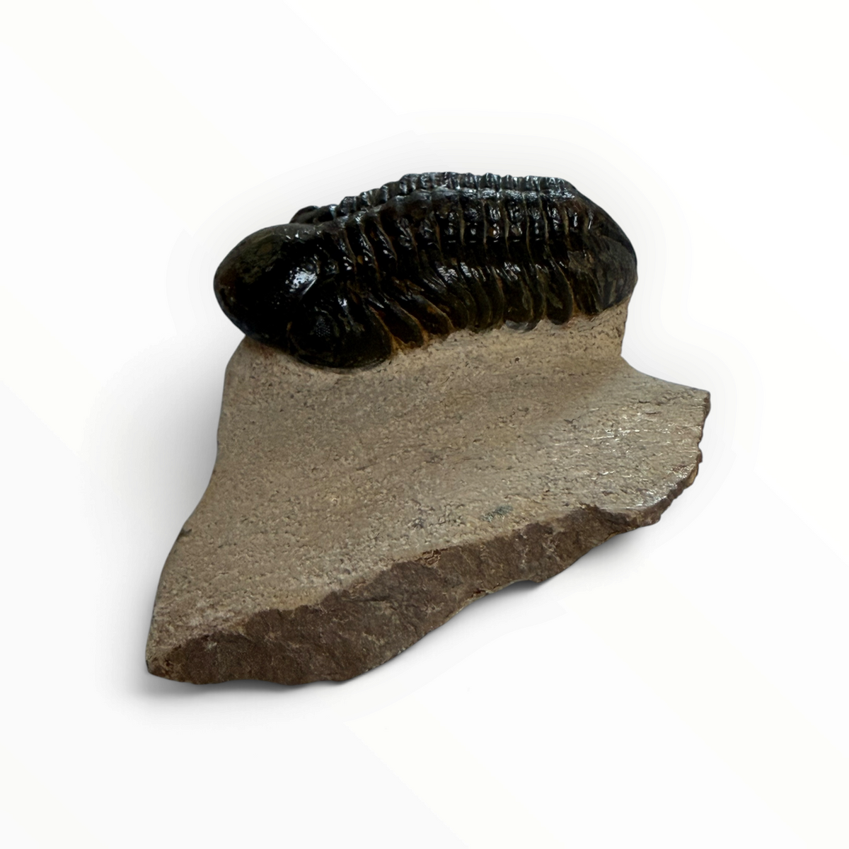 Trilobiet in Moedergesteente – 7 × 4 cm | Nr. 005