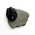 Load image into Gallery viewer, Trilobite in Matrix – 7 × 4 cm | No. 006
