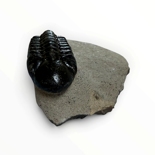 Trilobite in Matrix – 7 × 4 cm | No. 006
