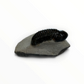 Load image into Gallery viewer, Trilobite in Matrix – 7 × 4 cm | No. 006
