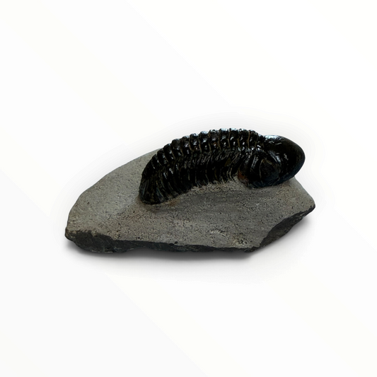 Trilobite in Matrix – 7 × 4 cm | No. 006