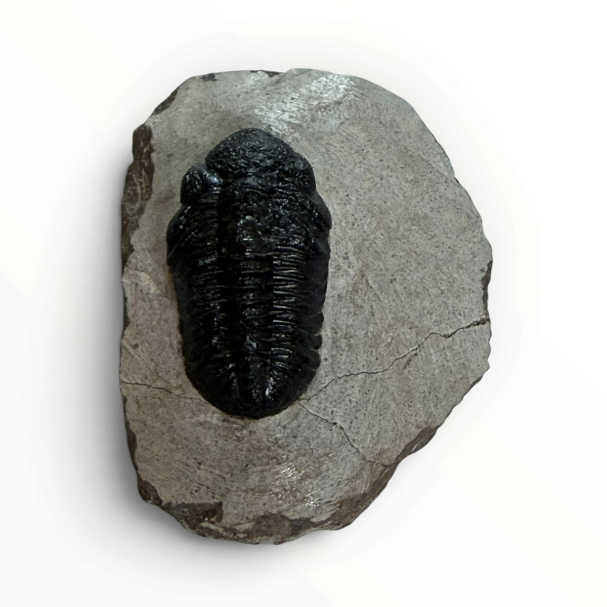 Trilobite in Matrix – 7 × 4 cm | No. 006