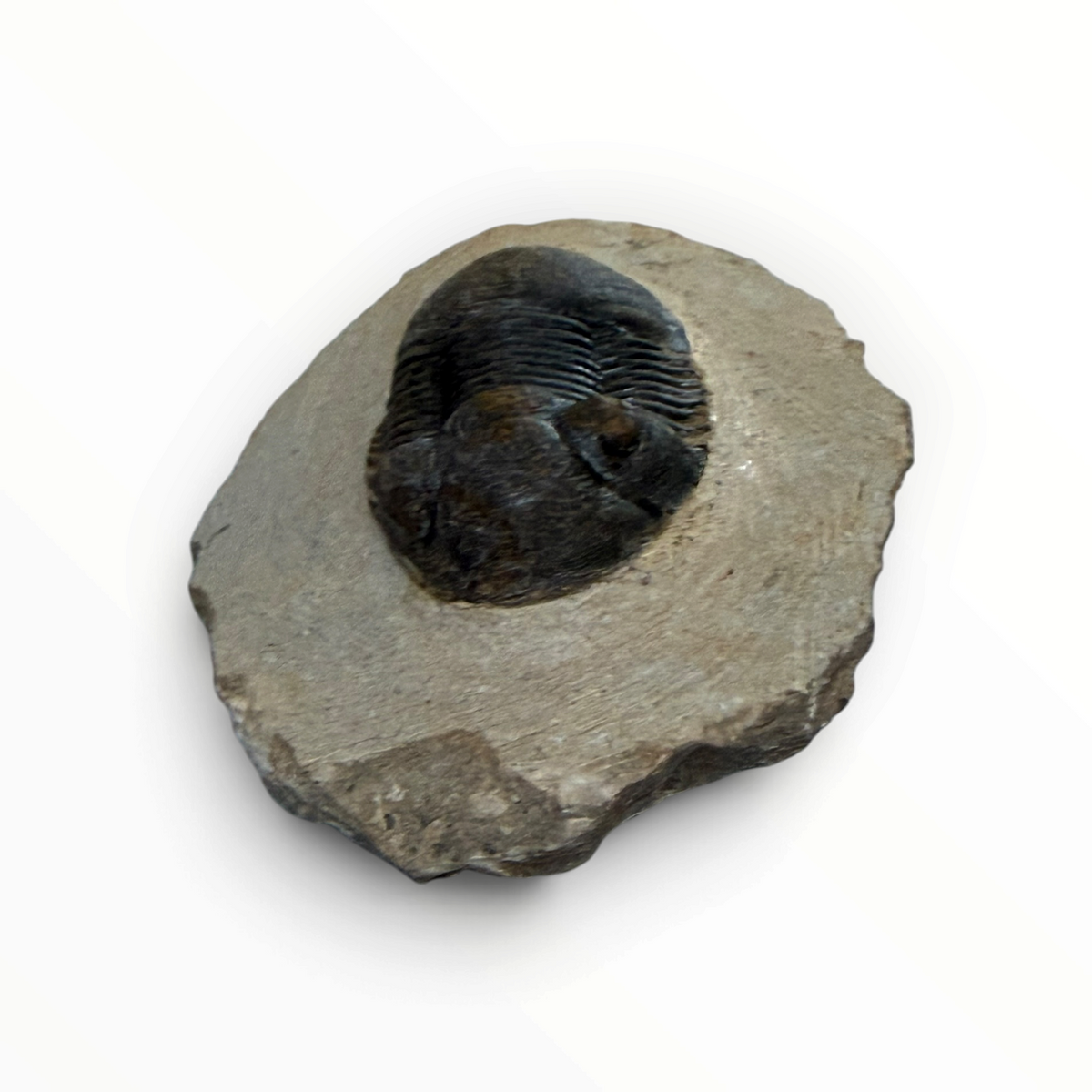 Trilobite in Matrix – 5.5 × 3 cm | No. 007