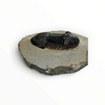 Load image into Gallery viewer, Trilobite in Matrix – 5.5 × 3 cm | No. 007
