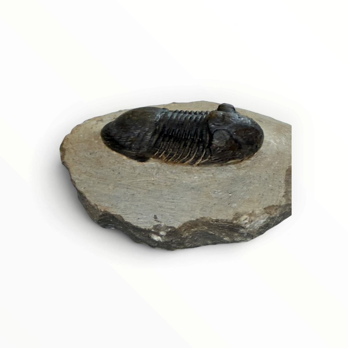 Trilobite in Matrix – 5.5 × 3 cm | No. 007