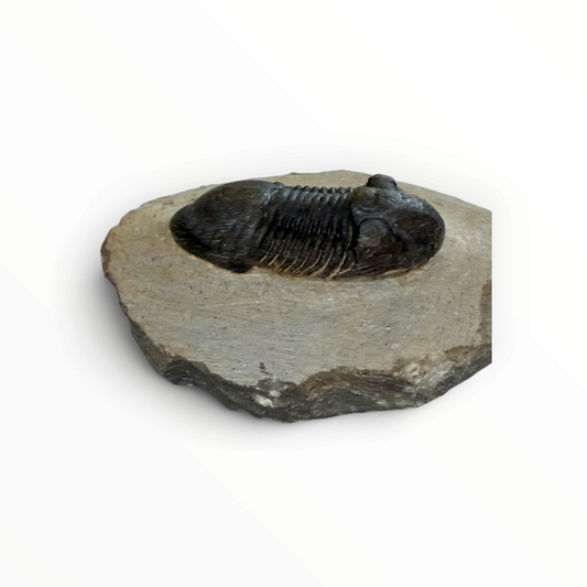 Trilobite in Matrix – 5.5 × 3 cm | No. 007