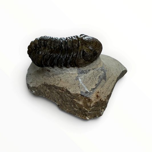 Trilobite in Matrix – 5 × 3 cm | No. 009