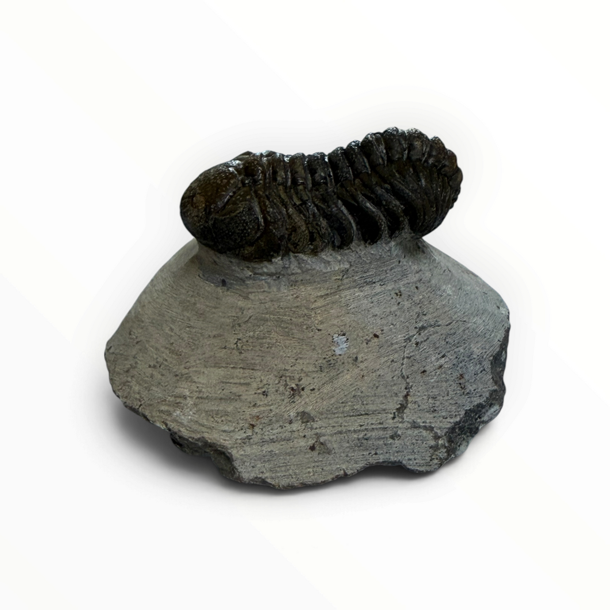 Trilobiet in Moedergesteente – 5 × 3 cm | Nr. 008