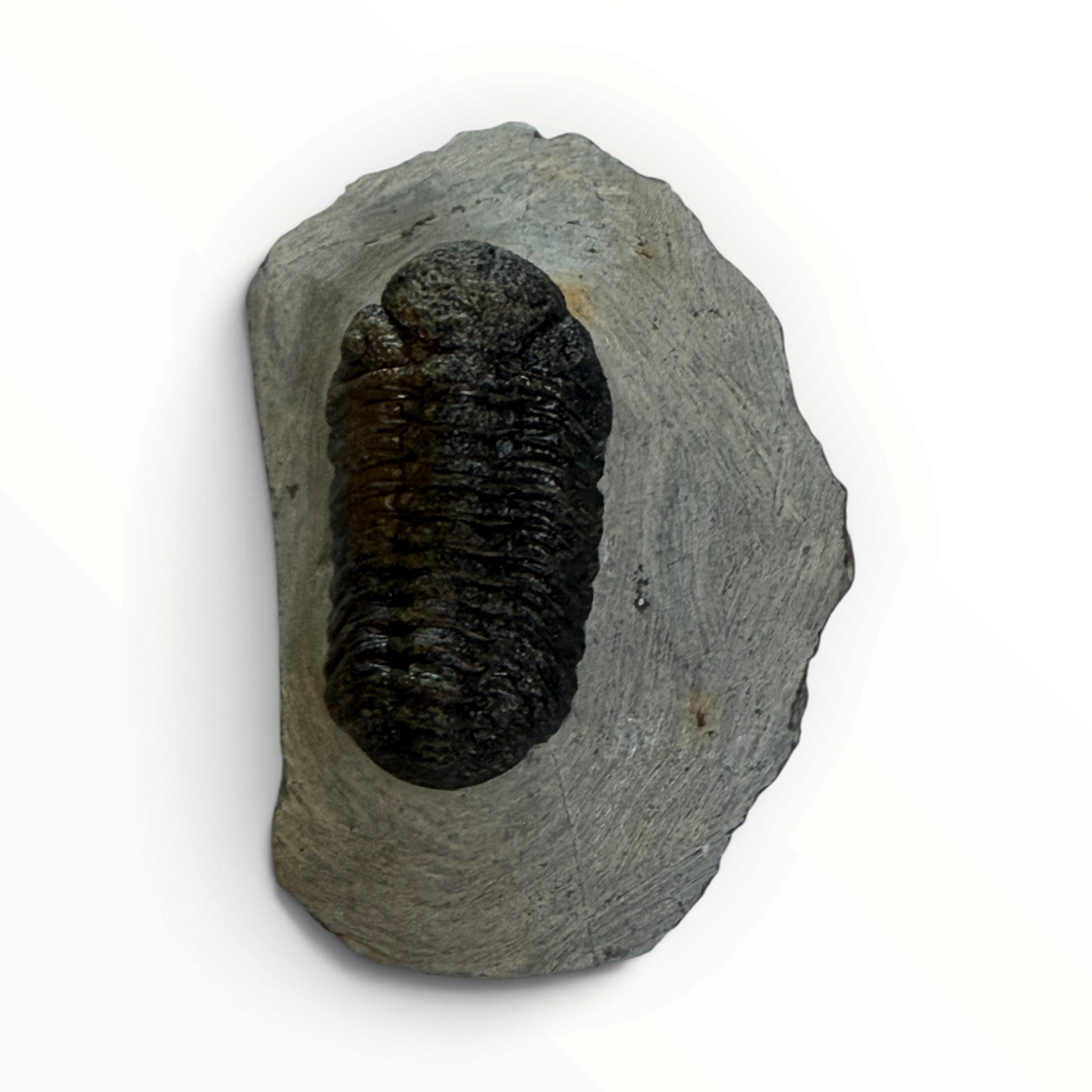 Trilobiet in Moedergesteente – 5 × 3 cm | Nr. 008