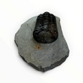 Carica l'immagine nel visualizzatore della galleria, Trilobite nella roccia madre – 5 × 3 cm | N. 009
