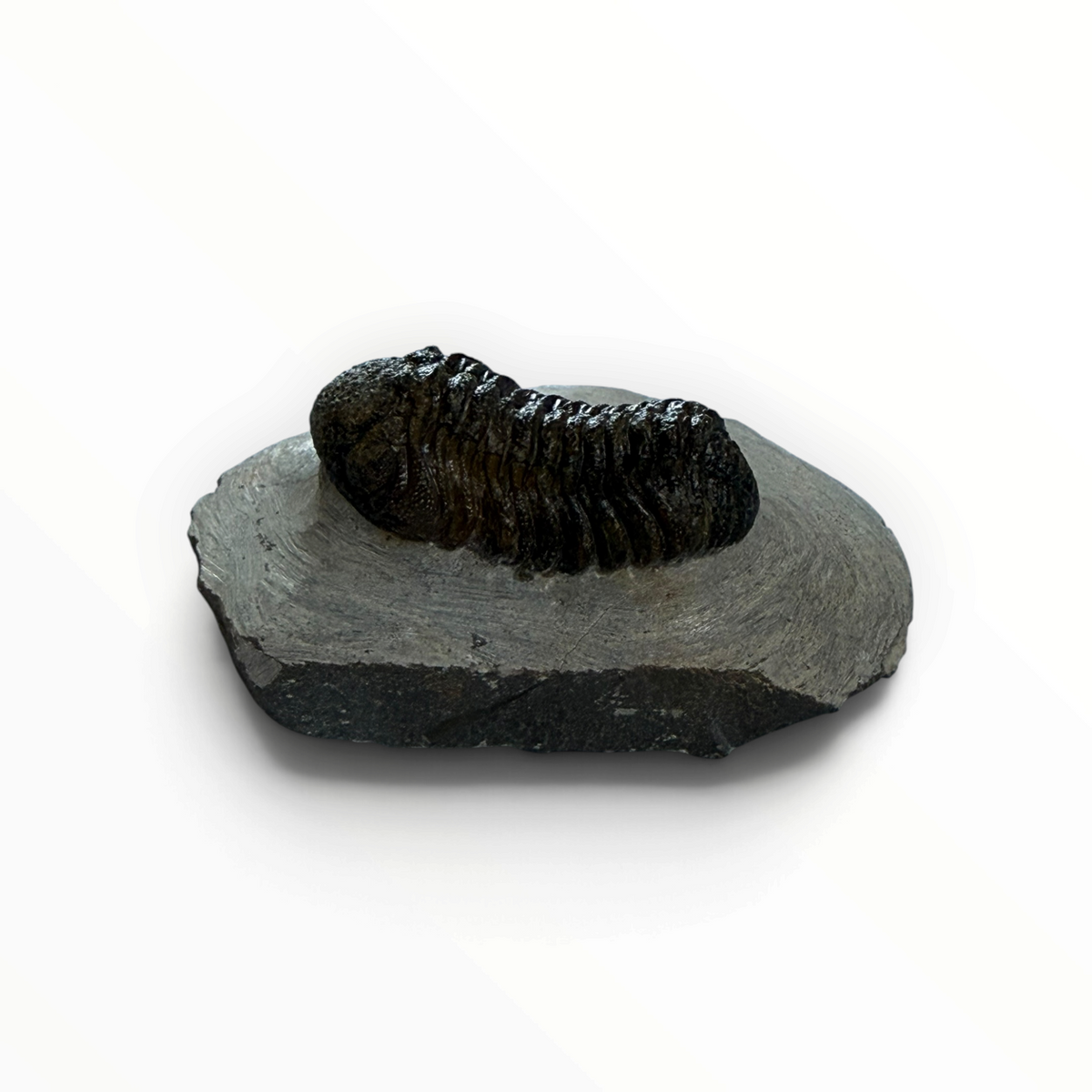 Trilobit in Muttergestein – 4,5 × 2,5 cm | Nr. 010