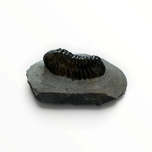 Trilobite in Matrix – 4.5 × 2.5 cm | No. 010