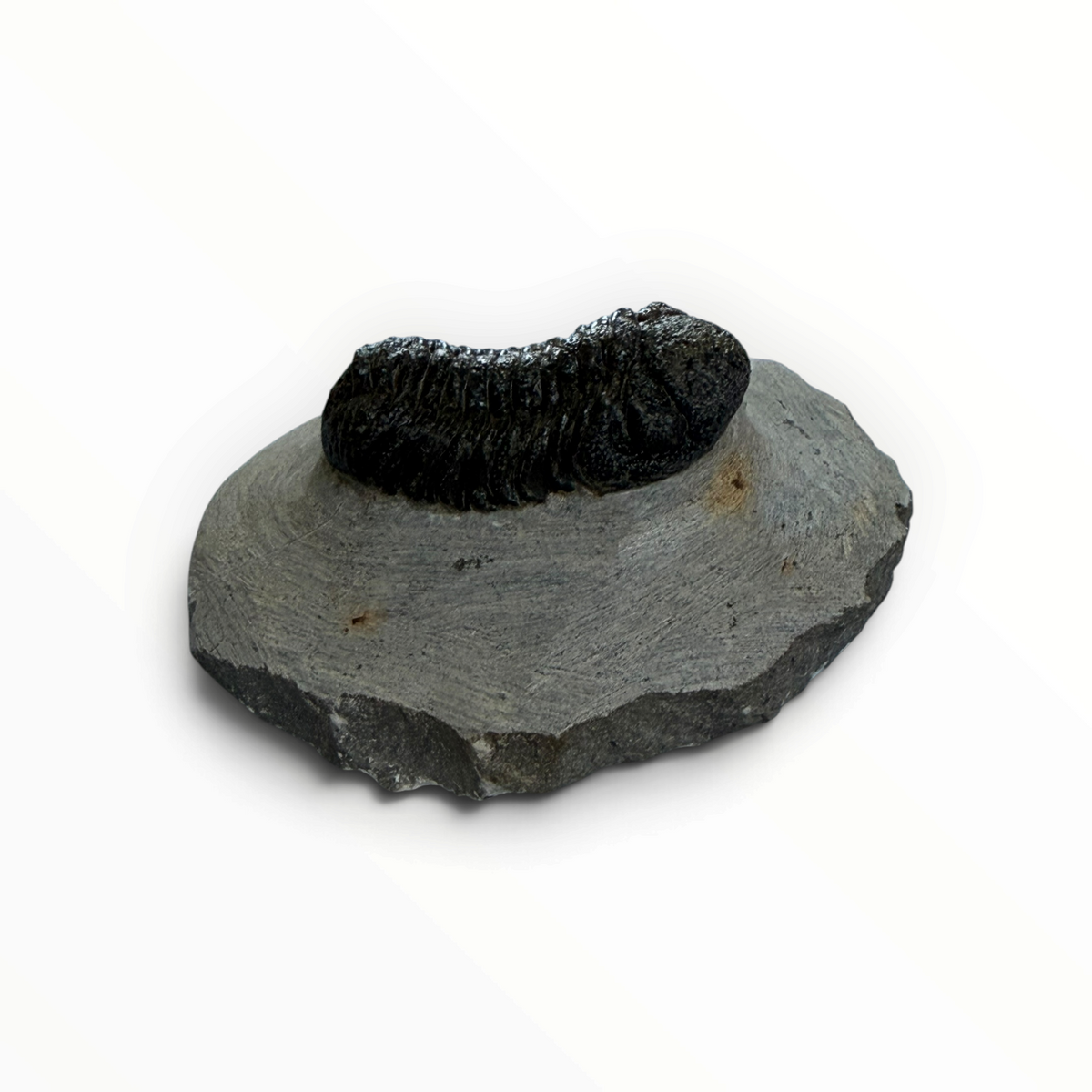 Trilobit in Muttergestein – 4,5 × 2,5 cm | Nr. 010