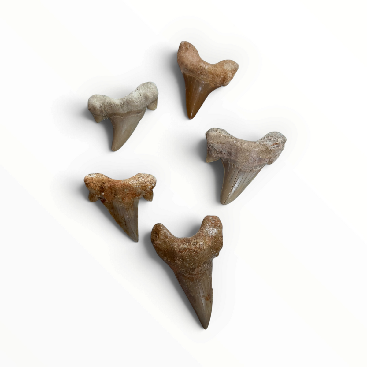 Fossil Shark Tooth – 4–6 cm
