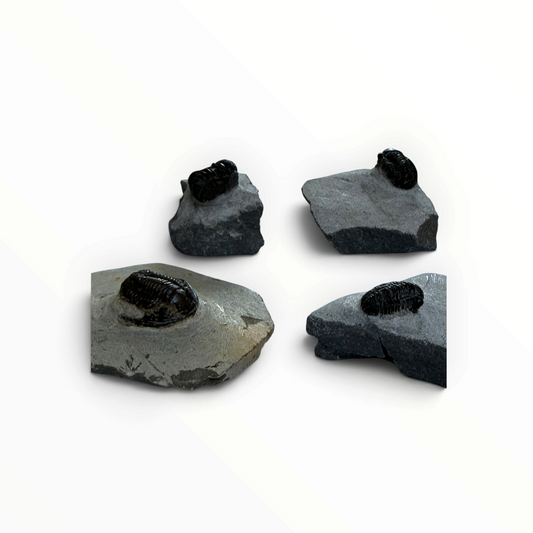 Trilobite on Rock – Small (2–2.5 cm)