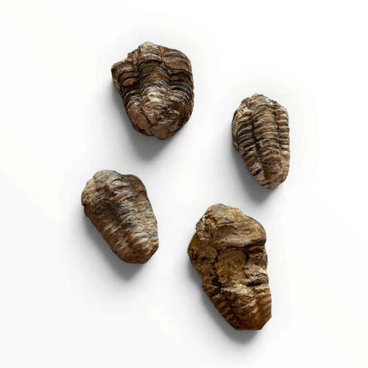 Trilobite – Calymene Fossil (3–5 cm)