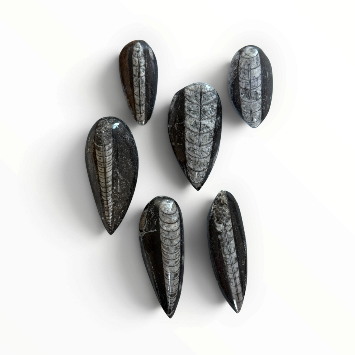 Polished Orthoceras Fossil – 5.5–8.5 cm
