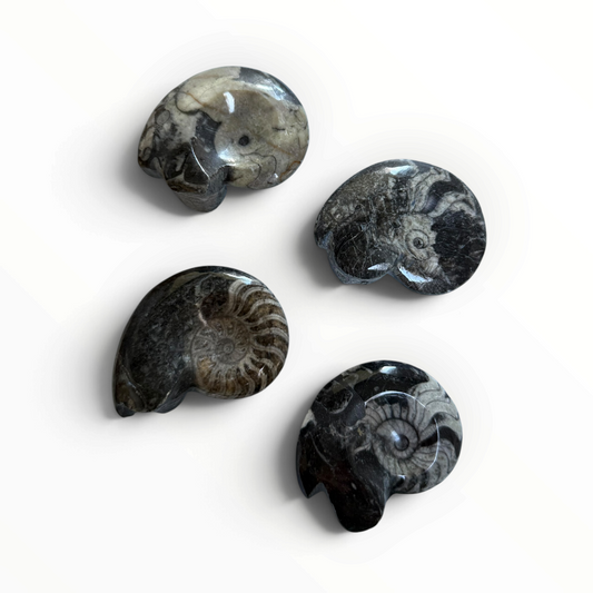 Polished Goniatite – Fossil (approx. 5 cm)