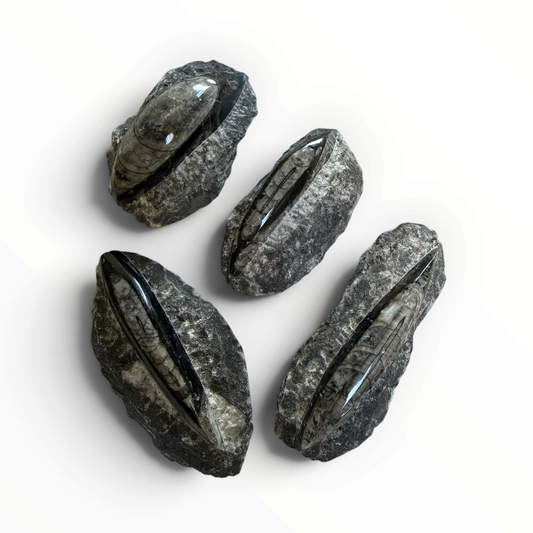 Orthoceras in Matrix – 7–10 cm