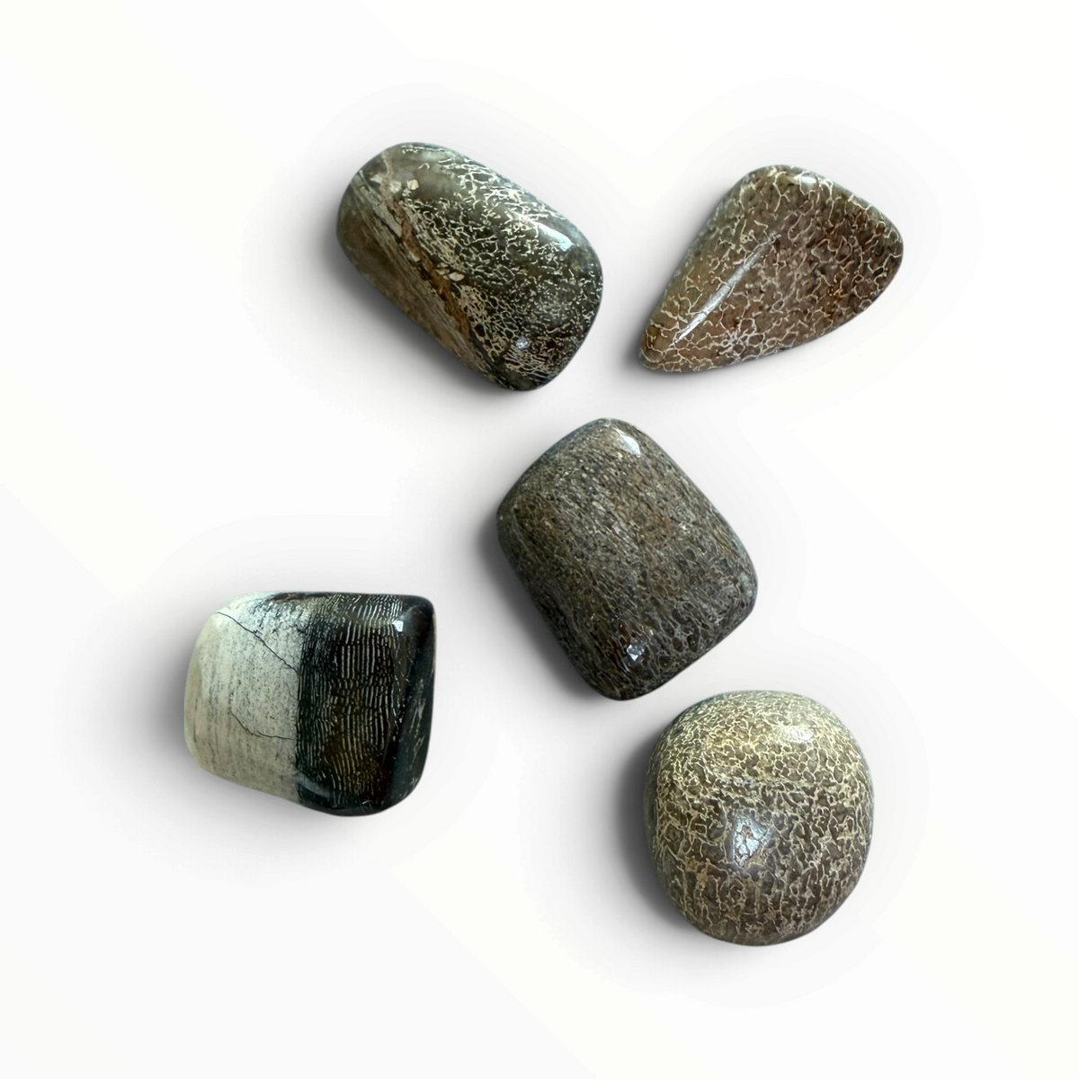 Polierter Dinosaurier-Knochen – 3–5 cm