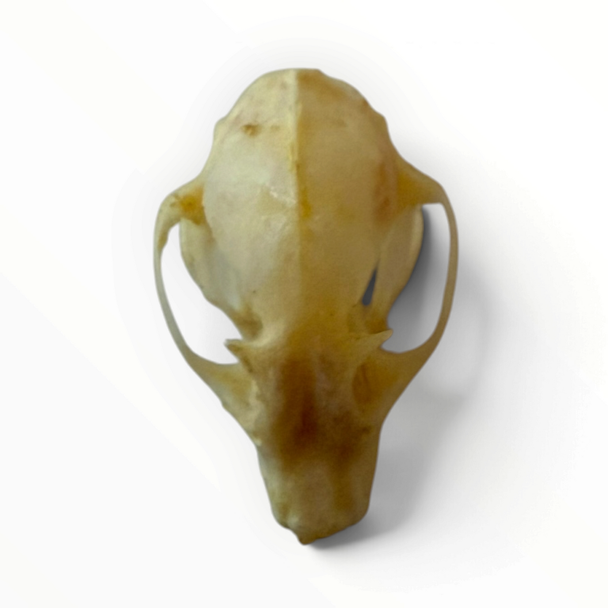 Cynopterus sphinx – Vleermuisschedel | 2,5–3 cm