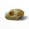 Load image into Gallery viewer, Cynopterus sphinx – Vleermuisschedel | 2,5–3 cm
