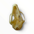 Load image into Gallery viewer, Cynopterus sphinx – Vleermuisschedel | 2,5–3 cm
