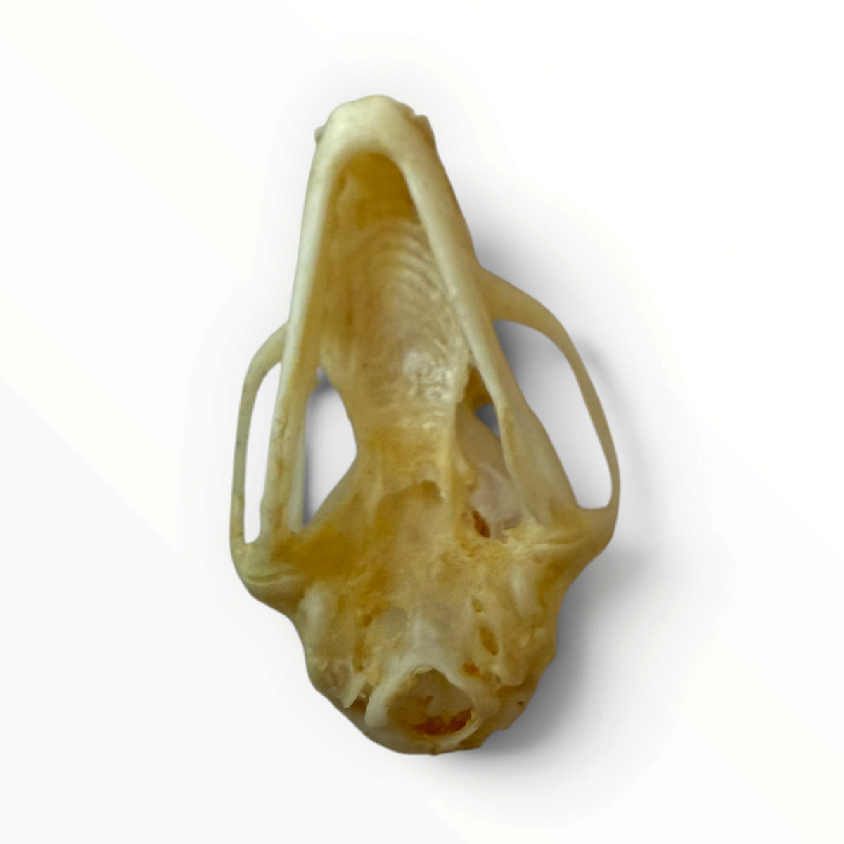 Cynopterus sphinx – Vleermuisschedel | 2,5–3 cm