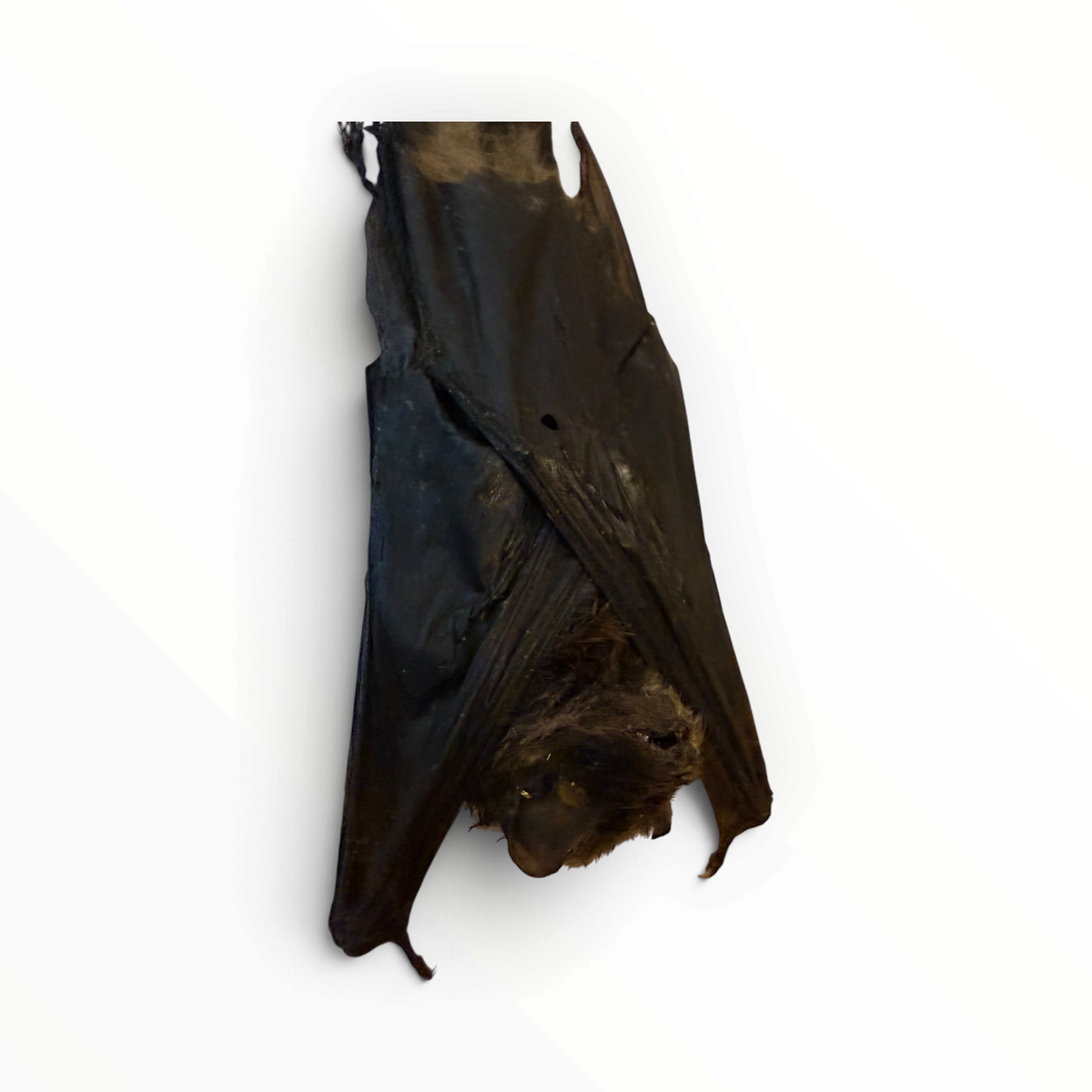 Miniopterus medius – Hangende langvingervleermuis | 10–12 cm