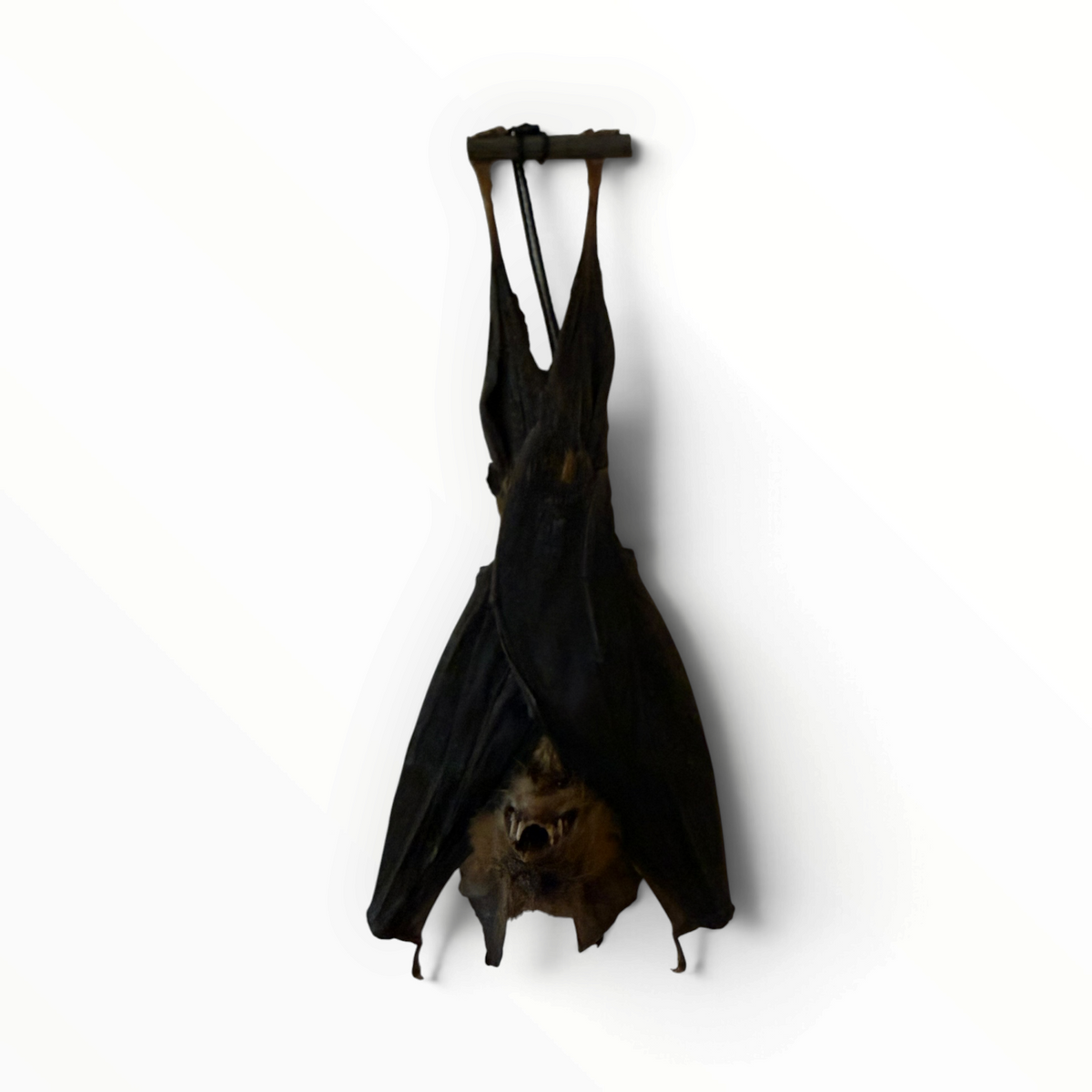 Hipposideros larvatus – Hangende bladneusvleermuis | 10–12 cm