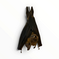 Cargar la imagen en la vista de la galería, Hipposideros larvatus – Hangende bladneusvleermuis | 10–12 cm

