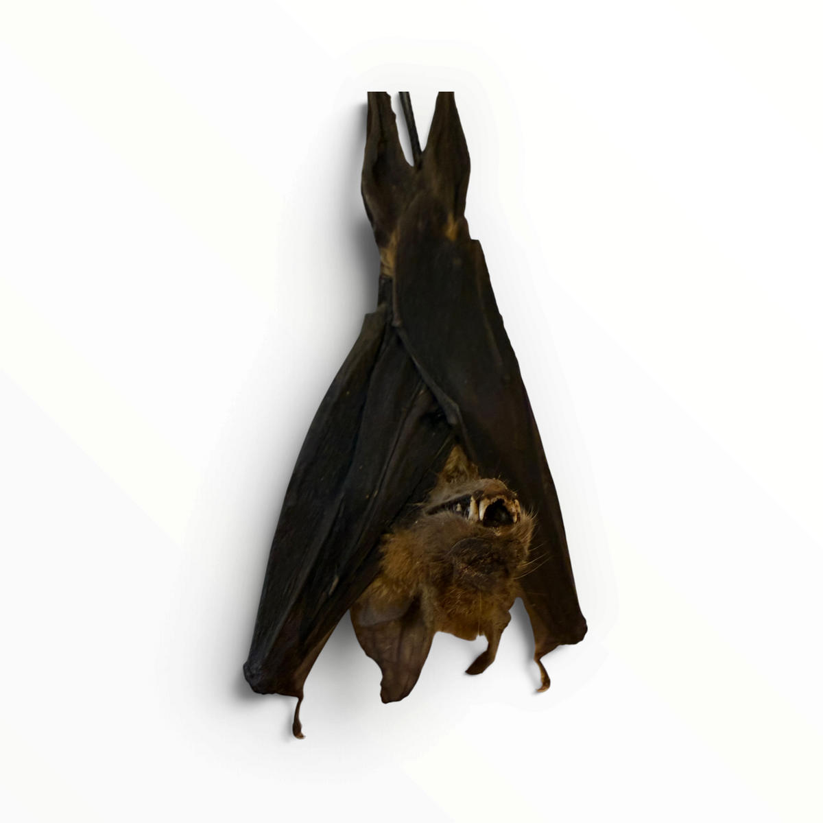 Hipposideros larvatus – Hangende bladneusvleermuis | 10–12 cm