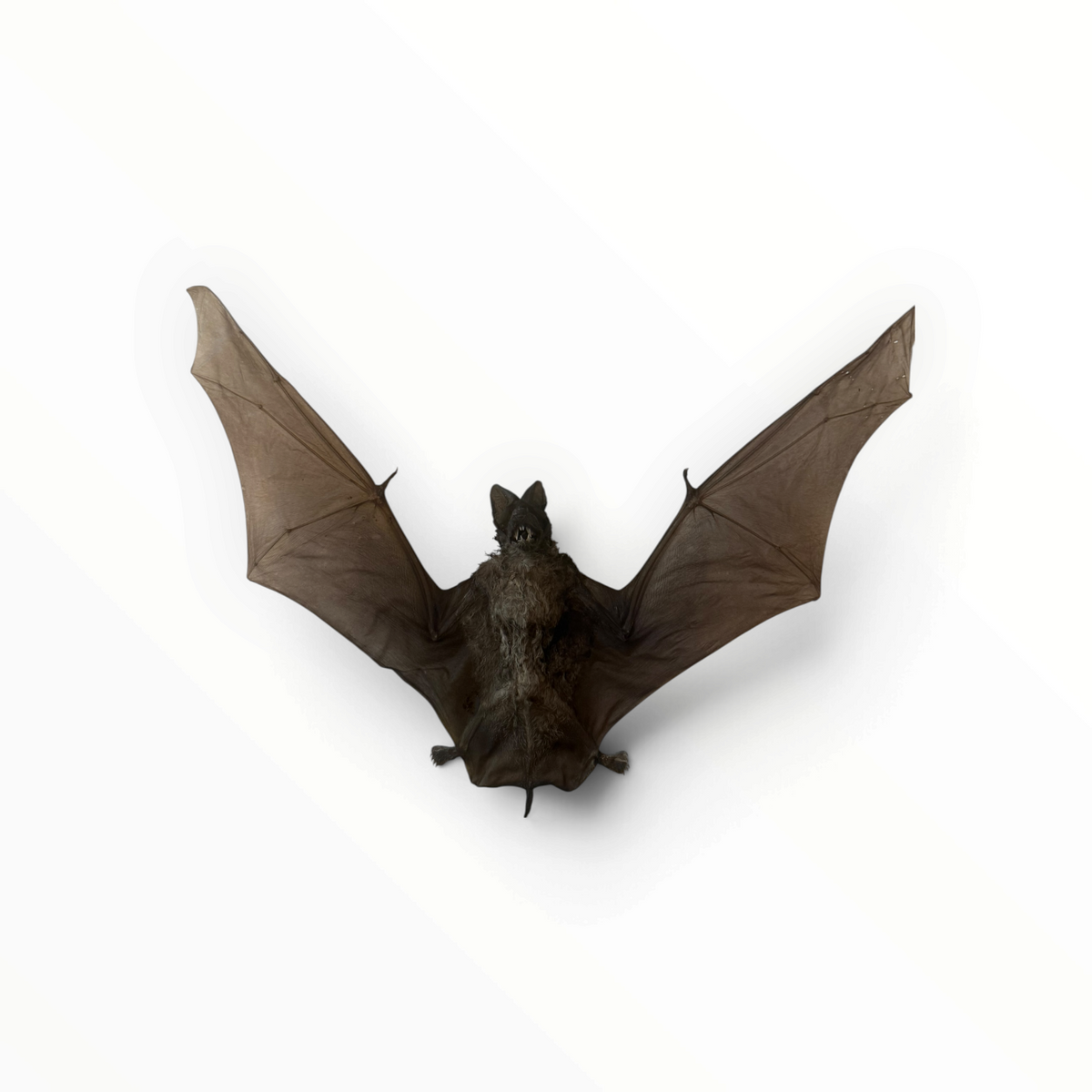 Otomops formosus – Gespreide Javaanse bulvleermuis | 20 cm
