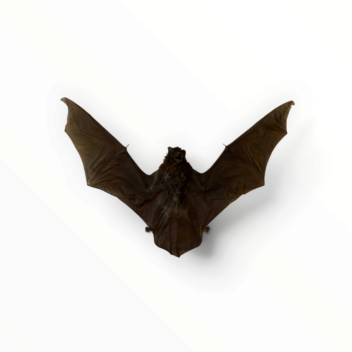 Miniopterus medius – Gespreide langvingervleermuis | 24 cm