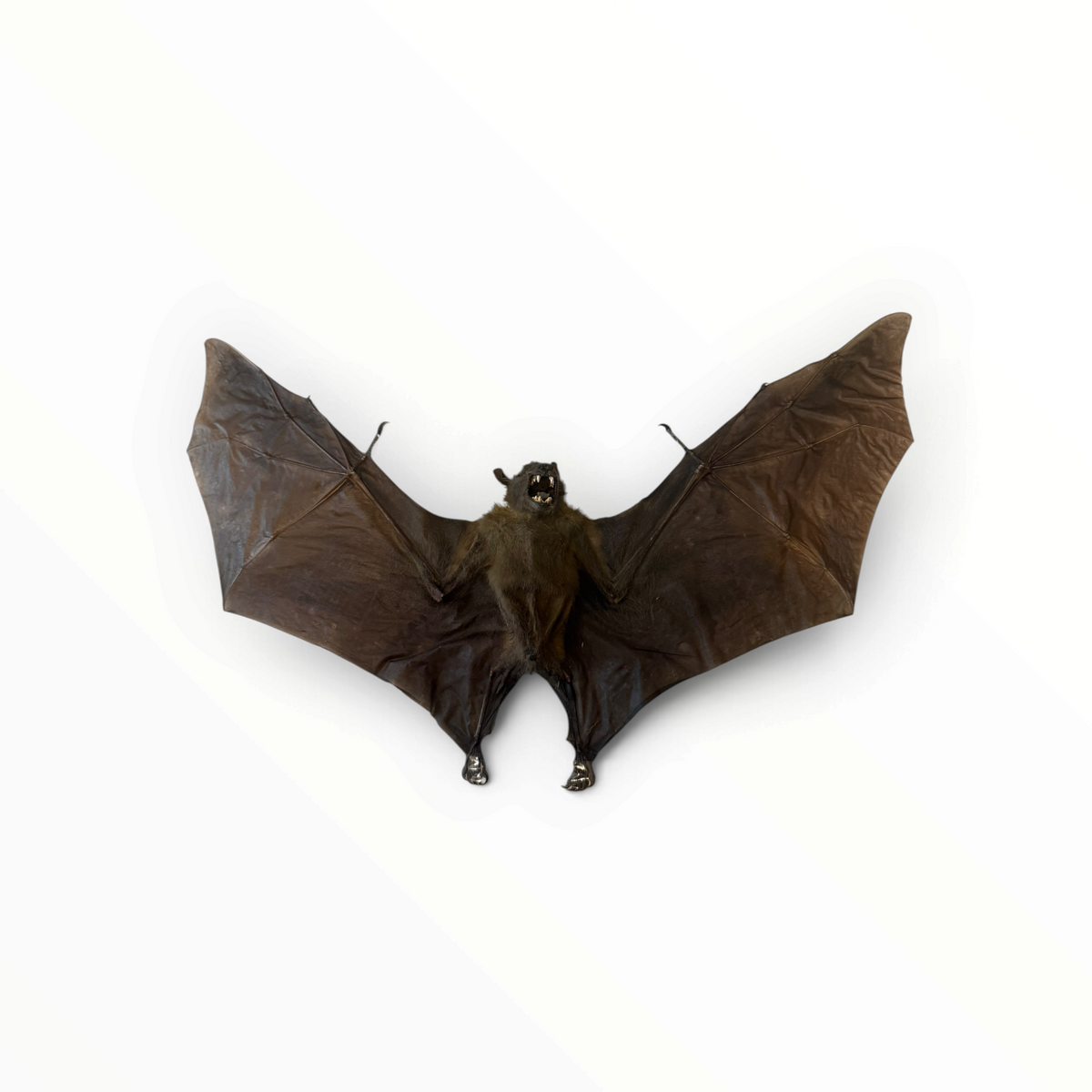 Cynopterus sphinx – Gespreide kortneusvleerhond | 35 cm