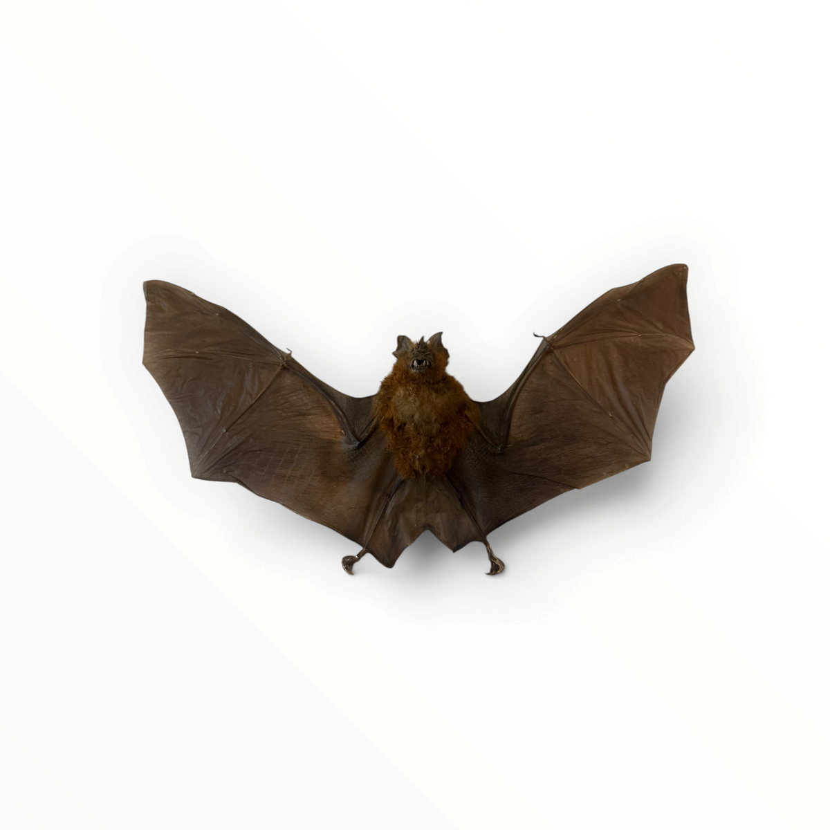 Hipposideros larvatus – Gespreide bladneusvleermuis | 25 cm