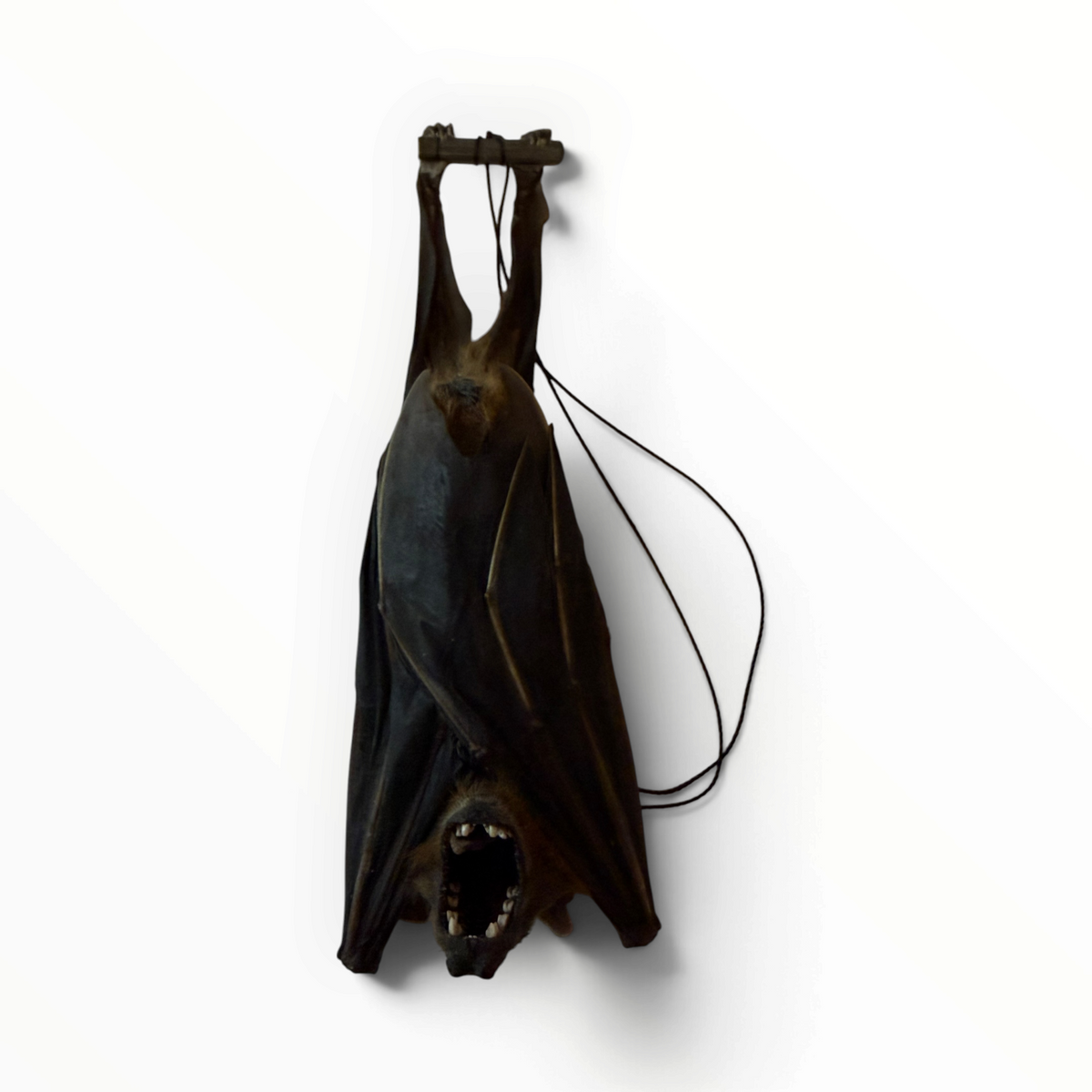 Cynopterus sphinx – Hangende kortneusvleerhond | 17 cm