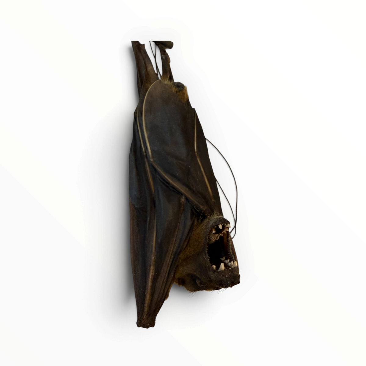 Cynopterus sphinx – Hangende kortneusvleerhond | 17 cm