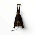 Laad de afbeelding in de galerij, Hipposideros diadema – Hangende diadeembladneusvleermuis | 20 cm
