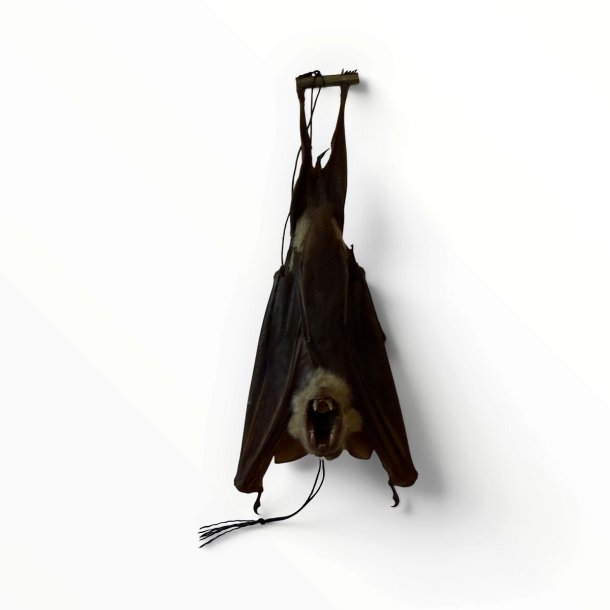 Hipposideros diadema – Hangende diadeembladneusvleermuis | 20 cm
