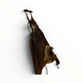 Laad de afbeelding in de galerij, Hipposideros diadema – Hangende diadeembladneusvleermuis | 20 cm

