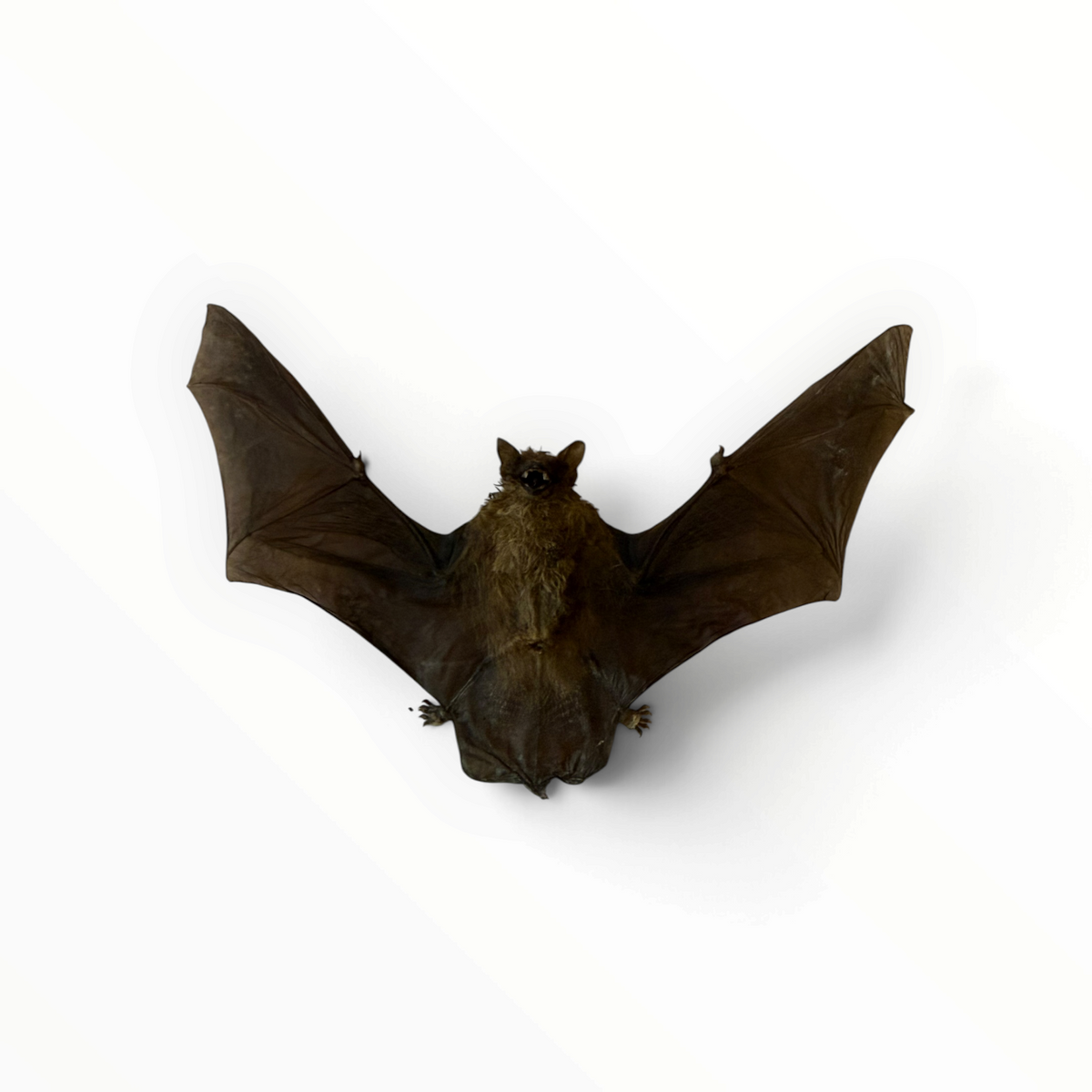 Tylonycteris robustula – Gespreide bamboevleermuis | 15 cm